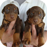 ドーベルマンの子犬 チョコ&タン メス ドーベルマン ブリーダー 子犬販売の専門店 AngelWan 横浜