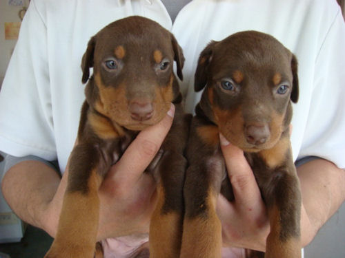 ドーベルマン 仔犬 ブリーダー ドーベルマン ブリーダー 子犬販売の専門店 AngelWan 岩手 福島 宮城 青森