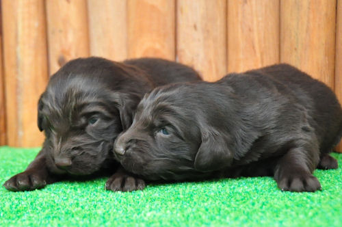 フラットコーテッドレトリバー　ブリーダー　子犬販売の専門店　AngelWan　福岡　兵庫