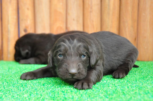 フラットコーテッドレトリバー　ブリーダー　子犬販売の専門店　AngelWan　愛知　千葉