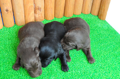 フラットコーテッドレトリバー　ブリーダー　子犬販売の専門店　AngelWan　　東京　福島