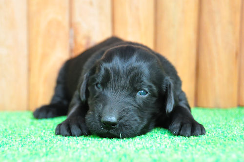 フラットコーテッドレトリーバー　ブリーダー　子犬販売の専門店　AngelWan　神奈川