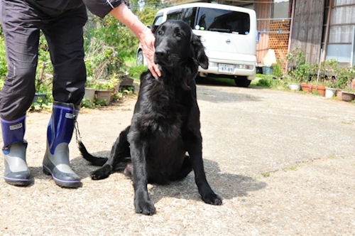 フラットコーテッドレトリバー　ブリーダー　子犬販売の専門店　AngelWan　戸塚区　泉区