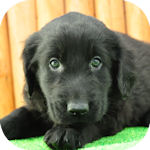 フラットコーテッドレトリバー　ブリーダー　子犬販売の専門店　AngelWan　横浜