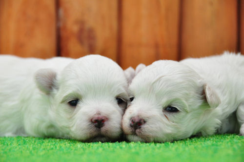 マルチーズ　ブリーダー　子犬販売の専門店　AngelWan　福岡　兵庫　岡山　広島　愛知