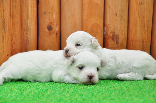 マルチーズ　ブリーダー　子犬販売の専門店AngelWan　戸塚区　港北区　都筑区　青葉区