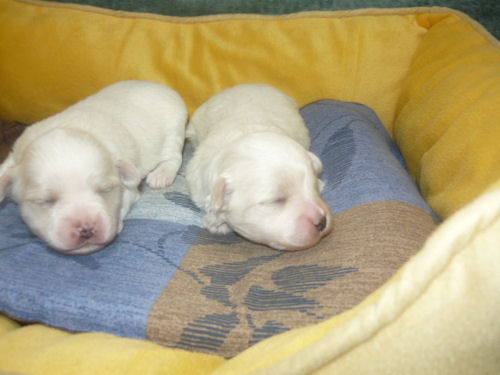 マルチーズ 小型犬 こいぬ マルチーズ ブリーダー 子犬販売の専門店 AngelWan 神奈川 東京 千葉 埼玉