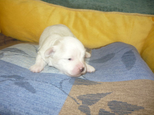 マルチーズ ペットショップ 子犬 マルチーズ ブリーダー 子犬販売の専門店 AngelWan 福岡 兵庫 愛知 藤沢 川崎