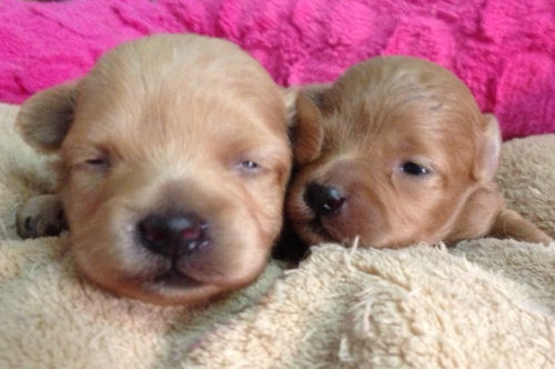 ミックス犬　（ポメプー）　ブリーダー　子犬販売の専門店　AngelWan　神奈川　ハーフ犬