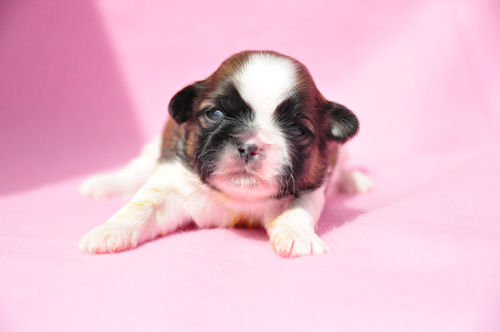 MIX犬　ブリーダー　子犬販売の専門店　AngelWan　北海道　青森　秋田　岩手　福島