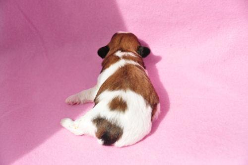 MIX犬　ブリーダー　子犬販売の専門店　AngelWan　福岡　兵庫　岡山　愛知　愛媛