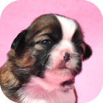 ミックス犬の子犬 ホワイト&ゴールド メス MIX犬 ブリーダー 子犬販売の専門店 AngelWan 横浜