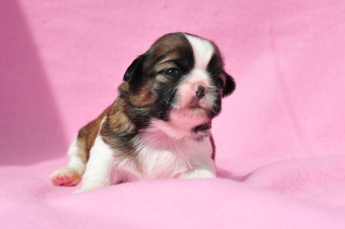 ミックス犬 仔犬直販 ブリーダー MIX犬 ブリーダー 子犬販売の専門店 AngelWan 藤沢 鎌倉 逗子 葉山 小田原