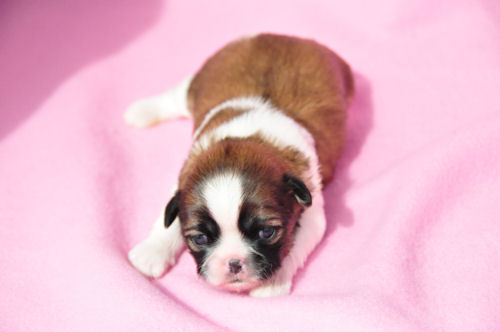 ミックス デザインドッグ 雑種 MIX犬 ブリーダー 子犬販売の専門店 AngelWan 相模原 町田 川崎 東京 神奈川