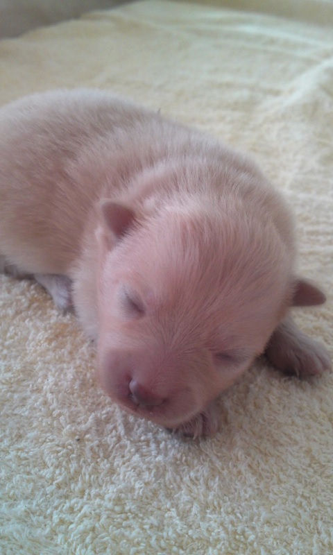 ポメラニアン　ブリーダー　子犬販売の専門店　AngelWan　福岡　京都　広島　神戸　岡山