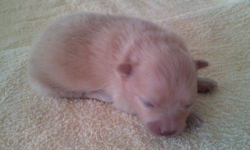 ポメラニアン　ブリーダー　子犬販売の専門店　AngelWan　戸塚　岐阜　藤沢　町田　川崎