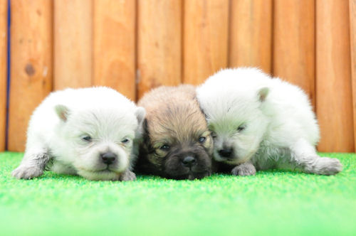 ポメラニアン　ブリーダー　子犬販売の専門店　AngelWan　戸塚区　青葉区　都筑区