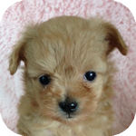 ミックス　ブリーダー　　子犬販売の専門店　AngelWan　横浜