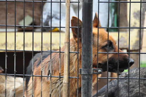 シェパード　ブリーダー　子犬販売の専門店　AngelWan　ネットショップ　神奈川　埼玉