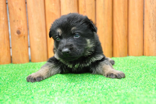 シェパードドッグ　ブリーダー　子犬販売の専門店　AngelWan　広島　愛知　東京　神奈川