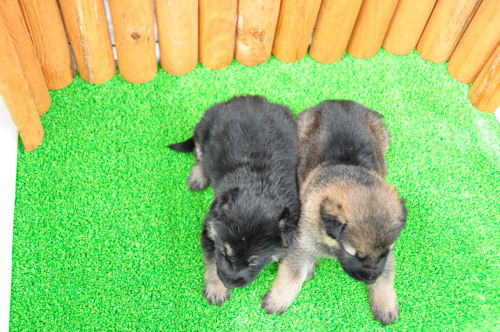 シェパード　ブリーダー　子犬販売の専門店　AngelWan　パピー　トレーニング　訓練所