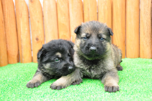 シェパードドッグ　ブリーダー　子犬販売の専門店　AngelWan　福岡　兵庫　岡山　大阪