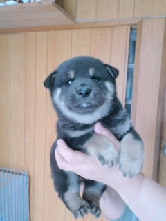 柴犬　ブリーダー　子犬販売の専門店　AngelWan　神奈川　東京　千葉　埼玉　愛知