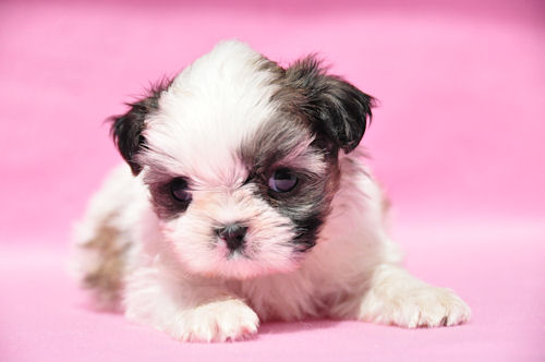 シーズー　ブリーダー　子犬販売の専門店　AngelWan　兵庫　福岡　愛知　神奈川　東京