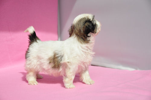 シーズー　ブリーダー　子犬販売の専門店　AngelWan　画像　動画　YouTube　写真