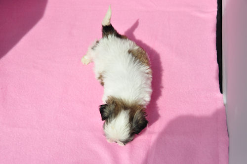 シーズー　ブリーダー　子犬販売の専門店　AngelWan　川崎　町田　相模原　藤沢　湘南