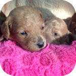 トイプードル　ブリーダー　子犬販売の専門店　AngelWan　横浜