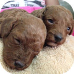 トイプードルの子犬 レッド オス/メス トイプードル ブリーダー 子犬販売の専門店 AngelWan 横浜