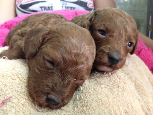 トイプードル もこもこ ふわふわ トイプードル ブリーダー 子犬販売の専門店 AngelWan 戸塚区 旭区 川崎 藤沢