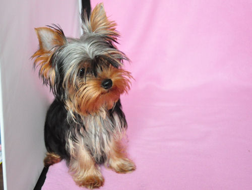 ヨークシャーテリア 仔犬情報 チャンピオン直子 ヨーキー ブリーダー 子犬販売の専門店 AngelWan 京都 兵庫 愛知 福岡 和歌山