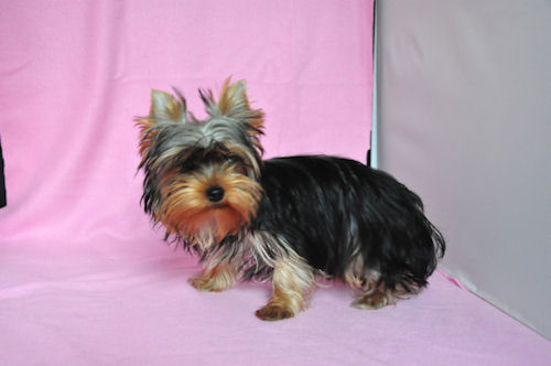 ヨークシャーテリア チャンピオン直子 リッチゴールドタン ヨーキー ブリーダー 子犬販売の専門店 AngelWan 画像 動画 ドッグショー JKC