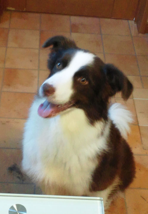 ボーダーコリー 母犬 チョコレート&ホワイト 小ぶり ボーダーコリー ブリーダー 子犬販売の専門店 AngelWan ママ チョコレート&ホワイト