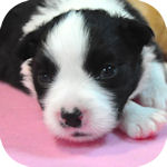 ボーダーコリーの子犬 ブラック&ホワイト オス ボーダーコリー ブリーダー 子犬販売の専門店 AngelWan 横浜