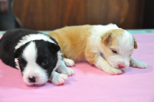 ボーダーコリー ブリーダー 東京都内 ボーダーコリー ブリーダー 子犬販売の専門店 AngelWan 世田谷 新宿 大田区