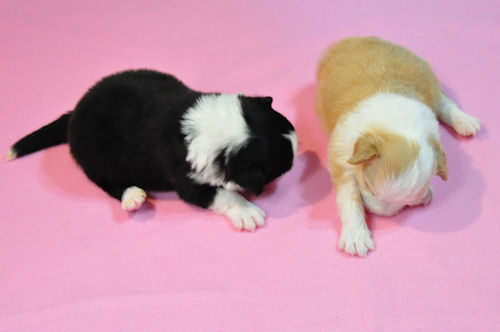 ボーダーコリー 湘南 出産情報 ボーダーコリー ブリーダー 子犬販売の専門店 AngelWan 戸塚区 港北区 青葉区