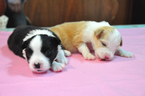 ボーダーコリー ペットショップ 横浜 ボーダーコリー ブリーダー 子犬販売の専門店 AngelWan 藤沢 鎌倉 港南区 緑区