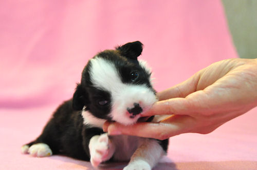 ボーダーコリー ブリーダー 子犬画像 ボーダーコリー ブリーダー 子犬販売の専門店 AngelWan 瀬谷区 泉区 渋谷区