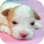 ボーダーコリーの子犬 レッド&ホワイト メス ボーダーコリー ブリーダー 子犬販売の専門店 AngelWan 横浜