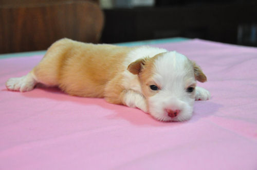 ボーダーコリー アイドル犬 こいぬ ボーダーコリー ブリーダー 子犬販売の専門店 AngelWan 東京 千葉 埼玉 神奈川