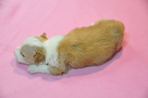 ボーダーコリー モデル犬 タレント犬 ボーダーコリー ブリーダー 子犬販売の専門店 AngelWan THE DOG カレンダー