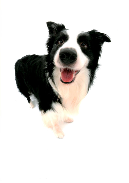ボーダーコリー　ブリーダー　子犬販売の専門店　AngelWan　父犬　モデル犬　アジリティ