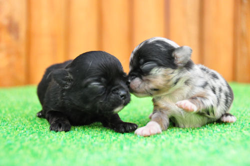 ロングコートチワワ レアカラー 小ぶり チワワ ブリーダー 子犬販売の専門店 AngelWan 東京 千葉 埼玉 神奈川 ペット