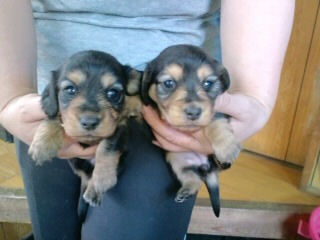 ミニチュアダックスフンド　ブリーダー　子犬販売の専門店 AngelWan　東京　千葉　神奈川