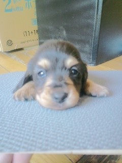 ミニチュアダックスフンド　ブリーダー　子犬販売の専門店　AngelWan　福岡　兵庫　愛知