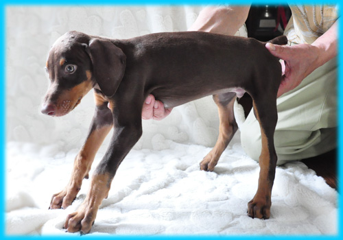 ドーベルマン オス 子犬販売の専門店 AngelWan 横浜 神奈川県 ペットショップ