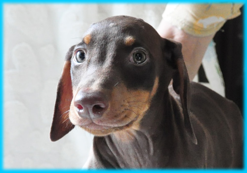 ドーベルマン オス 子犬販売の専門店 AngelWan 横浜 神奈川県 ペットショップ